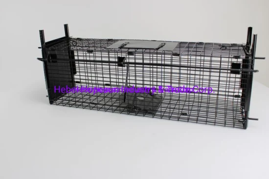 Cages de piège de chasse à la faune pour lapin chat Suqirrel renard Rat